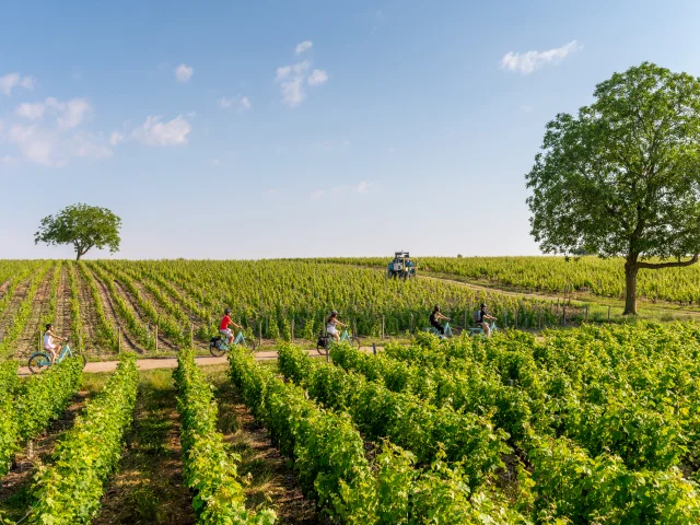 Loire à Vélo de Montlouis à Amboise