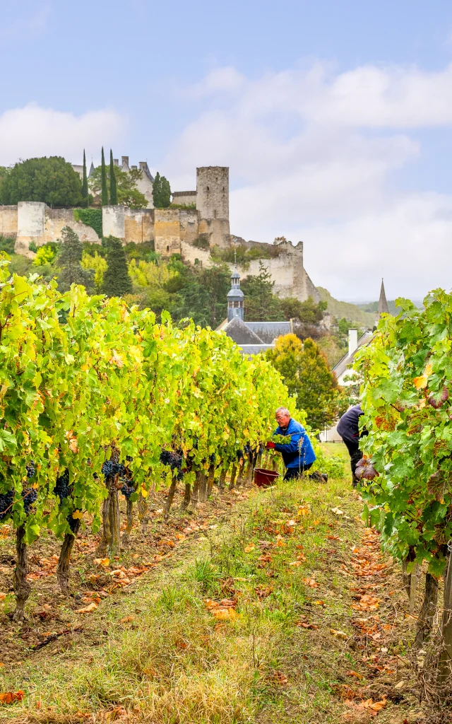 Vendanges dans le vignoble de Chinon