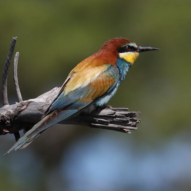 Ligue Protection Oiseaux Lpo Touraine