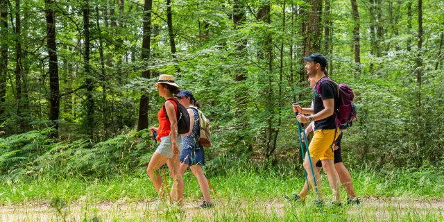 Randonnée dans la forêt domaniale de Chinon.