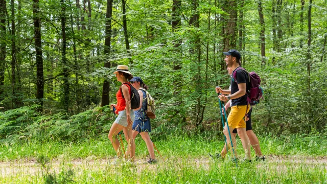 Randonnée dans la forêt domaniale de Chinon.