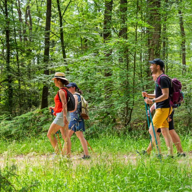 Randonnée dans la forêt domaniale de Chinon.